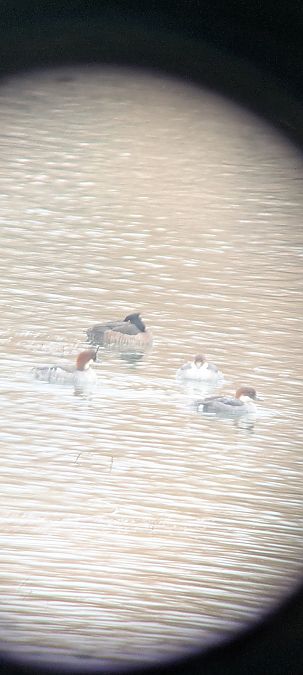 Harle piette  - Johannes Jäger