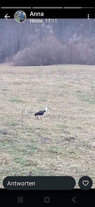 Espèce non listée  - Anonyme