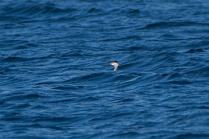 Grèbe esclavon  - Michael Seisl