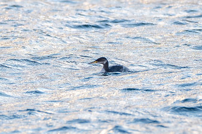 Grèbe jougris  - Michael Seisl
