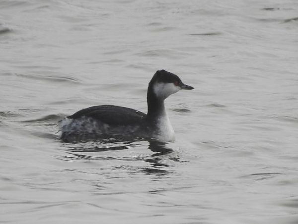 Grèbe esclavon  - Jörg Schmitz