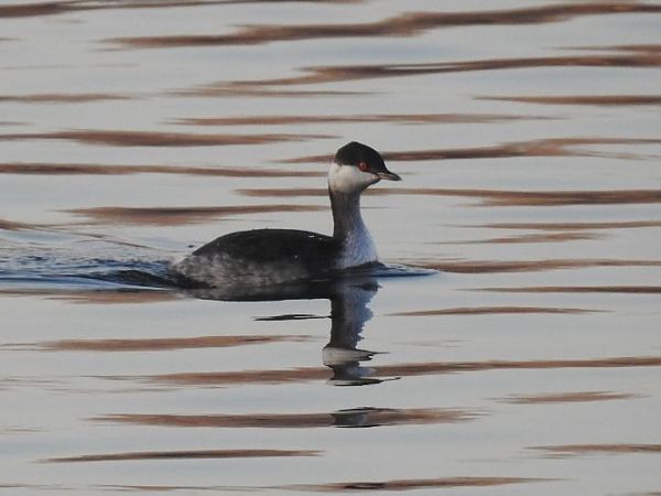 Grèbe esclavon  - Jörg Schmitz