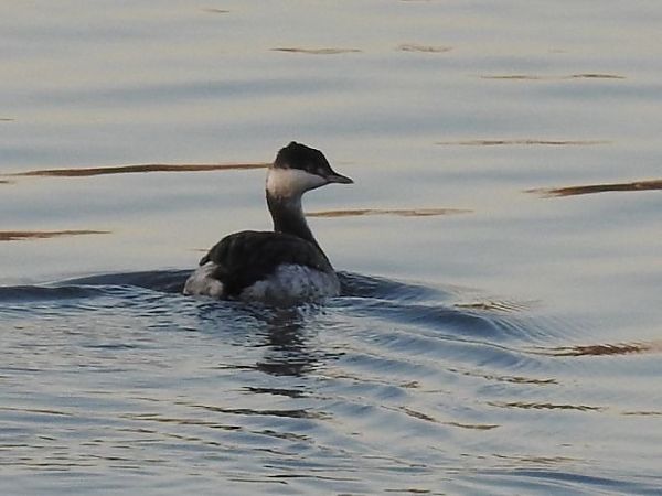 Grèbe esclavon  - Jörg Schmitz