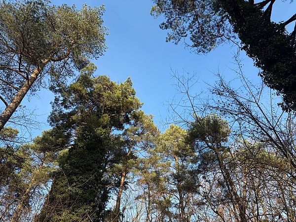 Oiseau indéterminé  - Elias Ludescher