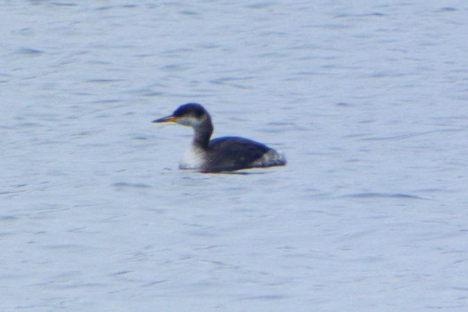 Red-necked Grebe 