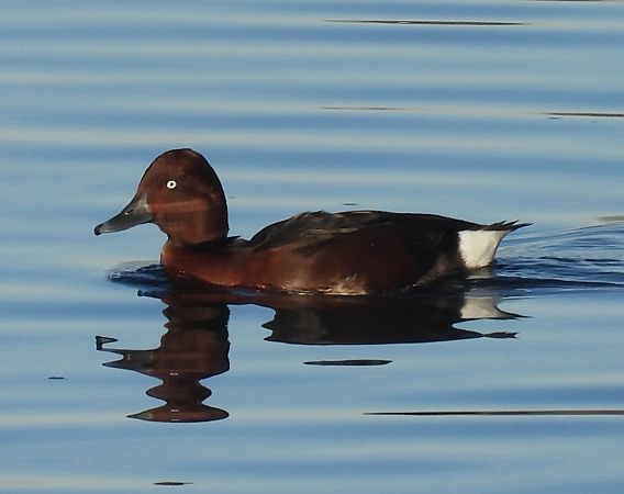 Fuligule nyroca  - Benjamin Hofmann