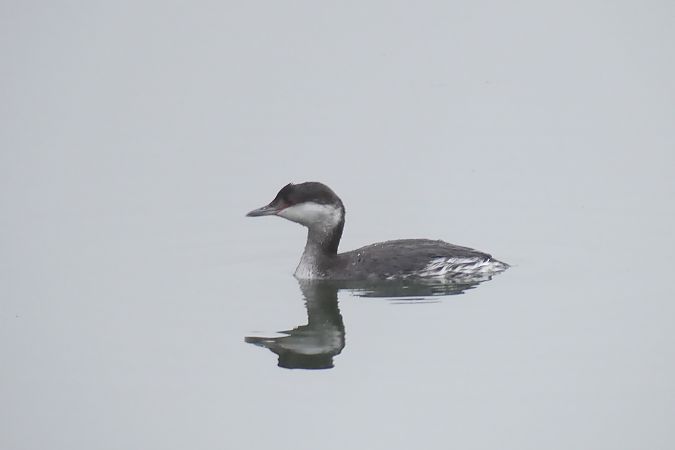 Grèbe esclavon  - Dario Track