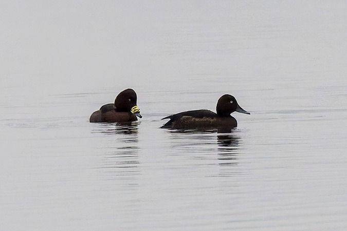 Fuligule nyroca  - Werner Manfred Türtscher