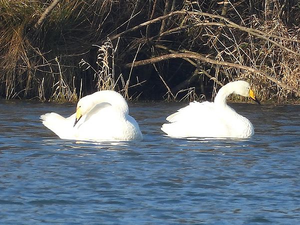 Cygne chanteur  - Alexander Bürscher