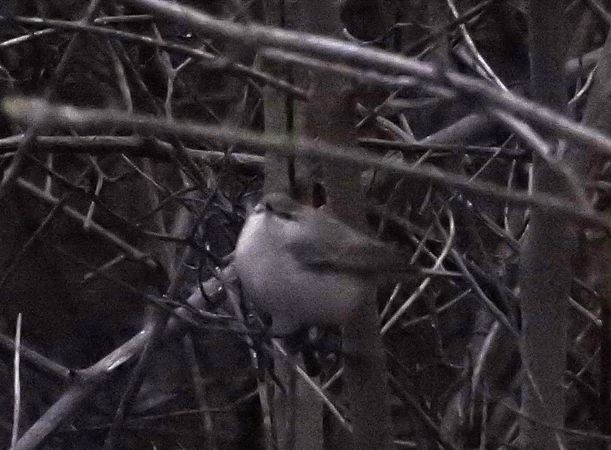 Pouillot de Sibérie  - Alfred Mathis
