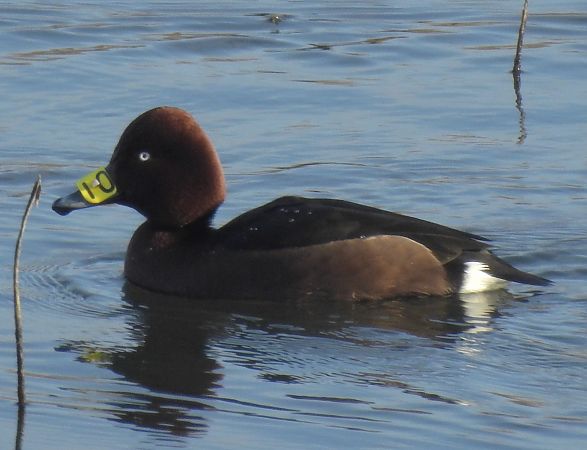 Fuligule nyroca  - Alfred Mathis