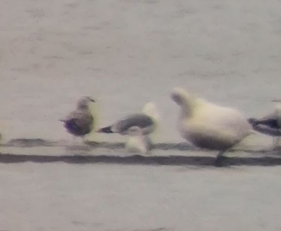 Goéland argenté  - Alfred Mathis