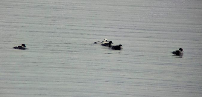 Harle piette  - Alfred Mathis