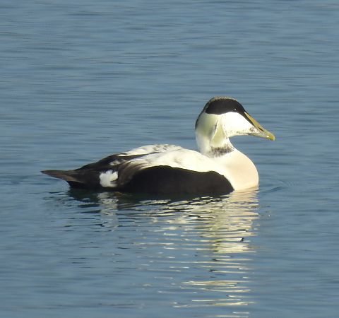 Eider à duvet  - Alfred Mathis