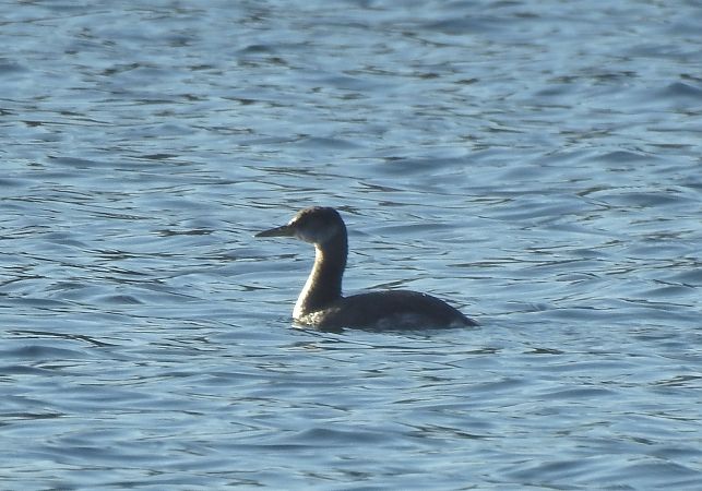 Grèbe jougris  - Alfred Mathis