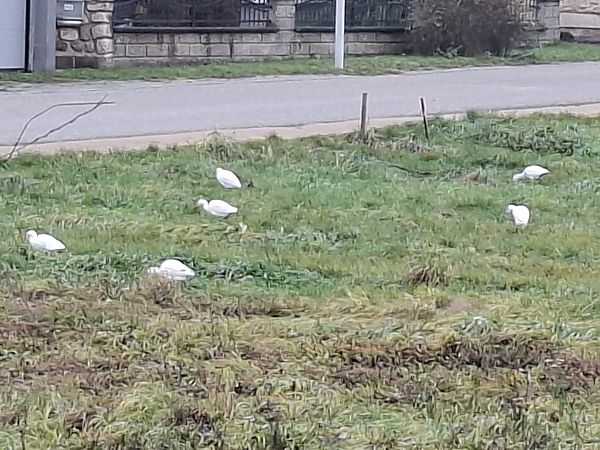 Héron garde-boeufs  - Gudrun Schreiber-Jankovits