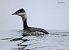 Grèbe esclavon 