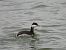 Grèbe esclavon  - Lothar Klebel