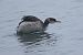 Grèbe jougris  - Ilse Gerlach