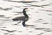 Grand Cormoran (ssp. carbo)  - Georg Proske