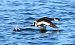 Grèbe esclavon  - Jiri Vratny