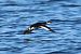 Grèbe esclavon  - Jiri Vratny