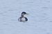 Grèbe jougris 