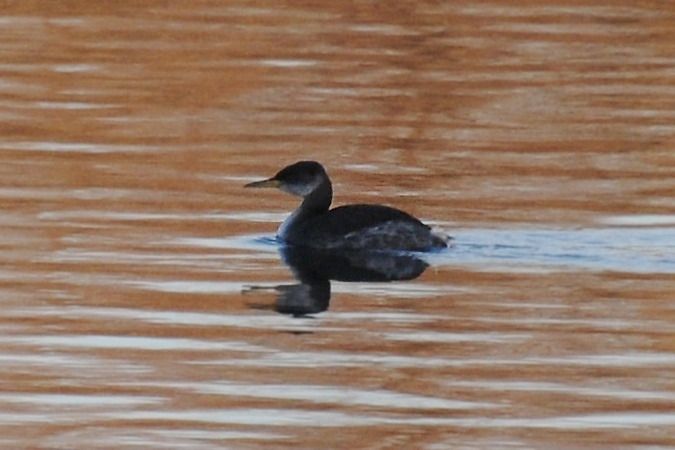 Grèbe jougris  - Michael Jakupec