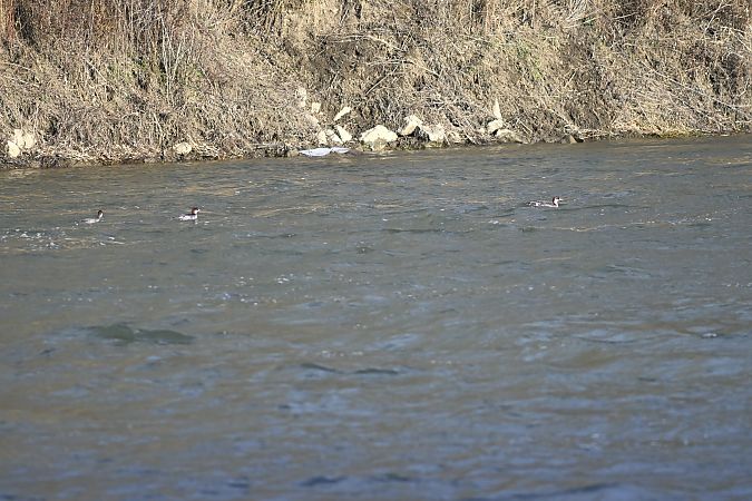 Harle piette  - Gerhard Egger