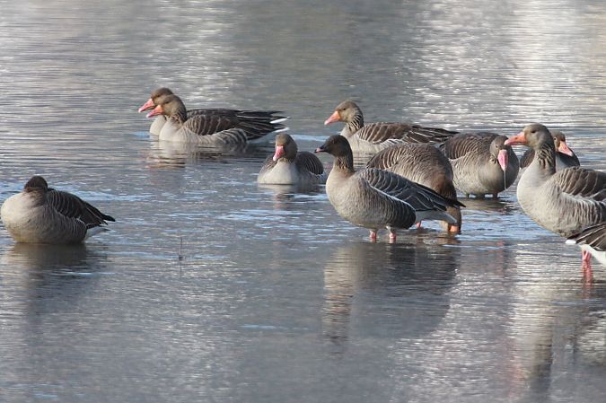 Oie à bec court  - Helmut Kräuter