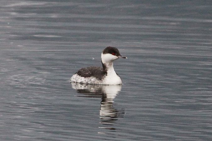Grèbe esclavon  - Helmut Kräuter