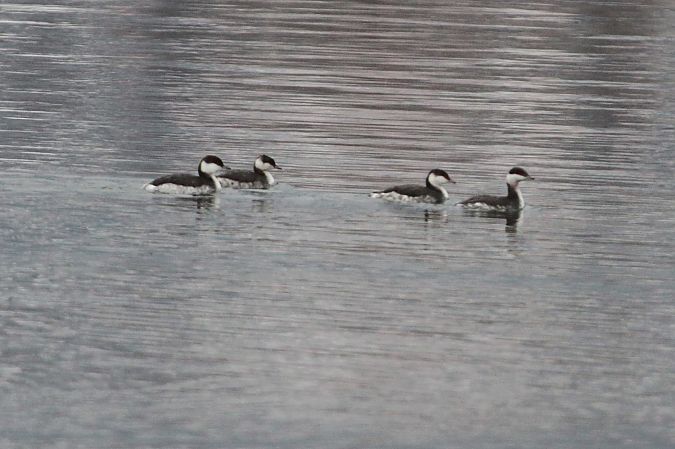 Grèbe esclavon  - Helmut Kräuter