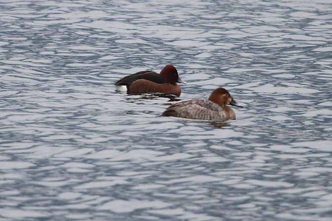 Fuligule nyroca  - Helmut Kräuter