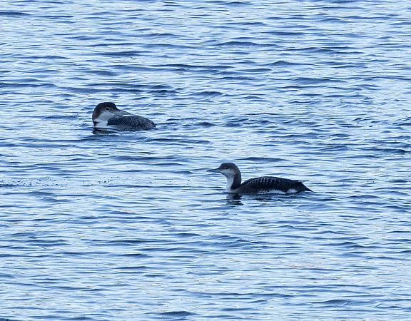 Plongeon imbrin  - Florian Hanslmayr