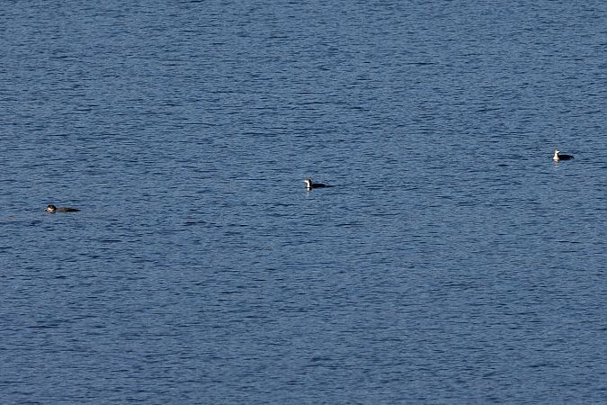 Plongeon imbrin  - Florian Hanslmayr