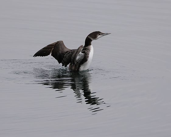 Plongeon imbrin  - Gerhard Rieder