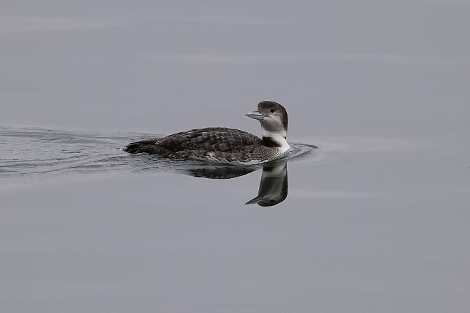 Plongeon imbrin  - Gerhard Rieder