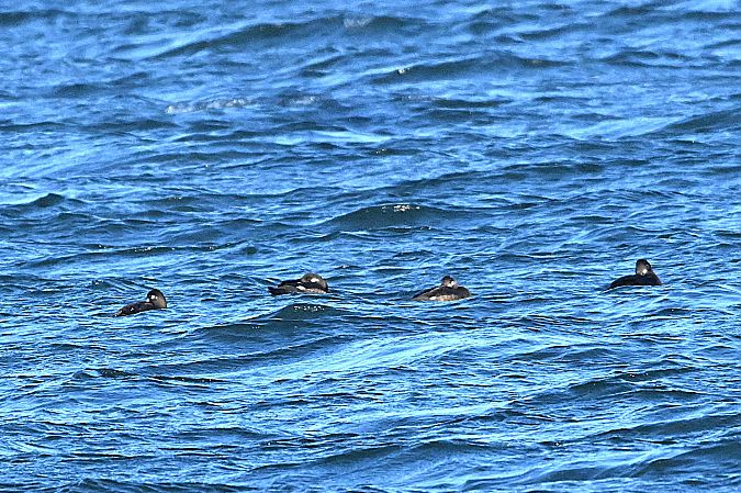 Macreuse brune  - Margarita Grohmann