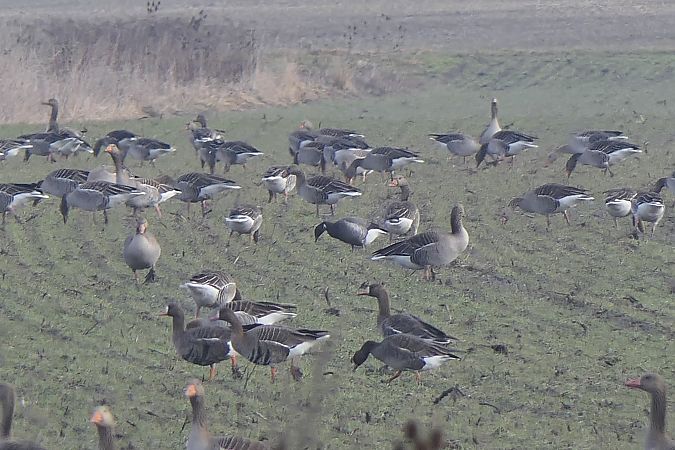Bernache cravant à ventre sombre  - Werner Zimmermann