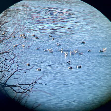 Mouette mélanocéphale  - Max Werth