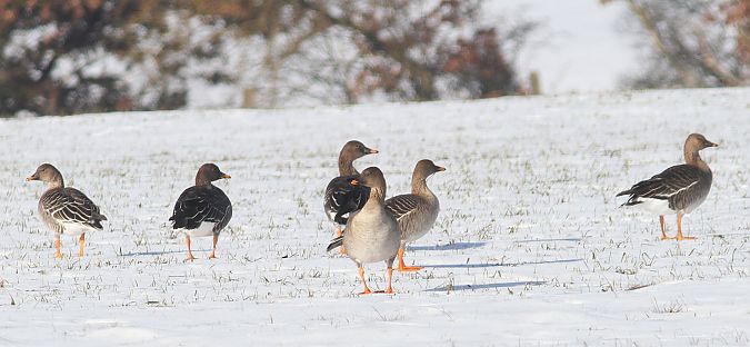 Oie de la toundra  - Walter Pilshofer