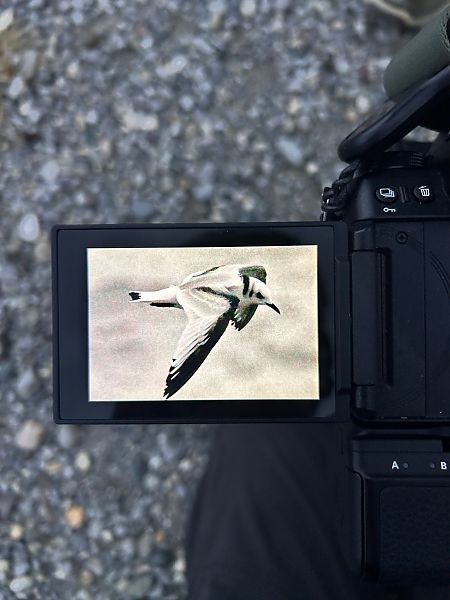 Mouette tridactyle  - Noah Pondorfer