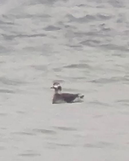 Harelde boréale  - Noah Pondorfer