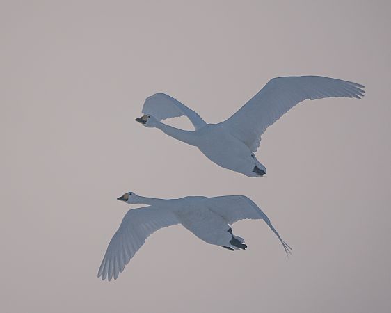 Cygne chanteur  - Philipp Schubert