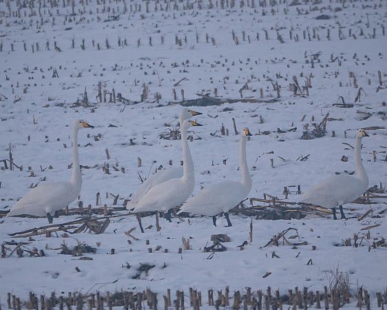 Cygne chanteur  - Philipp Schubert