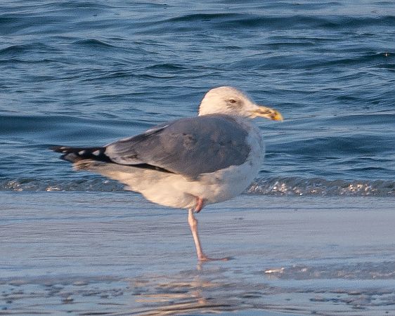 Goéland argenté  - Philipp Schubert