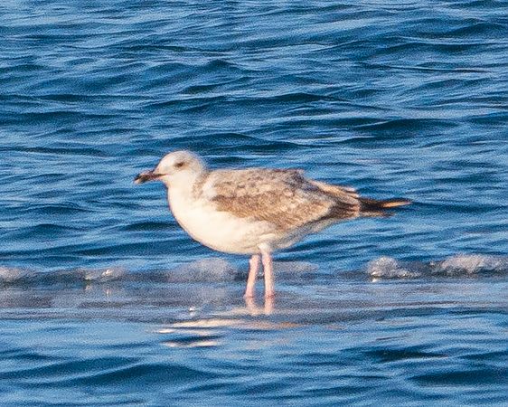 Goéland argenté  - Philipp Schubert