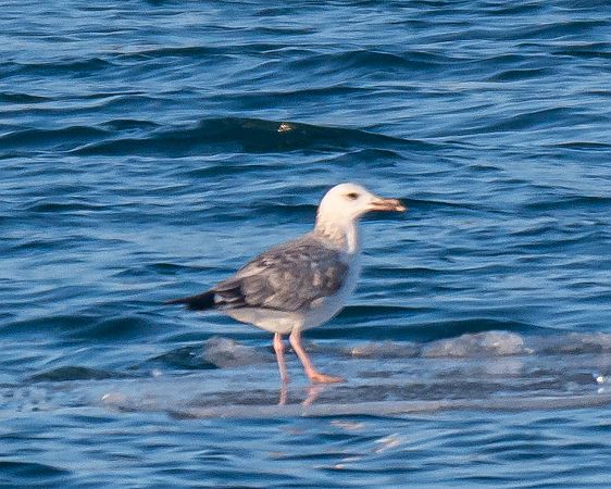 Goéland argenté  - Philipp Schubert