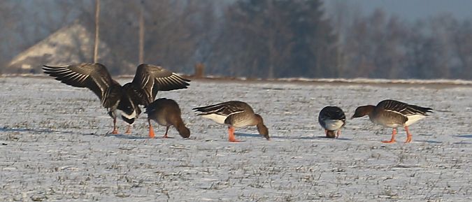Tundrasaatgans  - Zinovii Petrovich