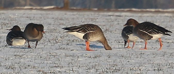 Oie de la toundra  - Zinovii Petrovich